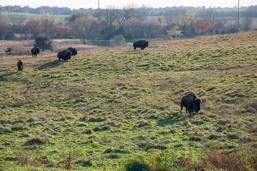 Pioneers Park Nature Center is home to a small herd of bison. Their enclosure is in the tall grass prairie. 6 Bison are pictured.