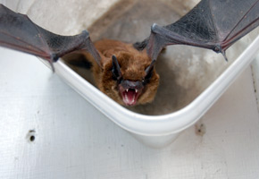 bat.jpg