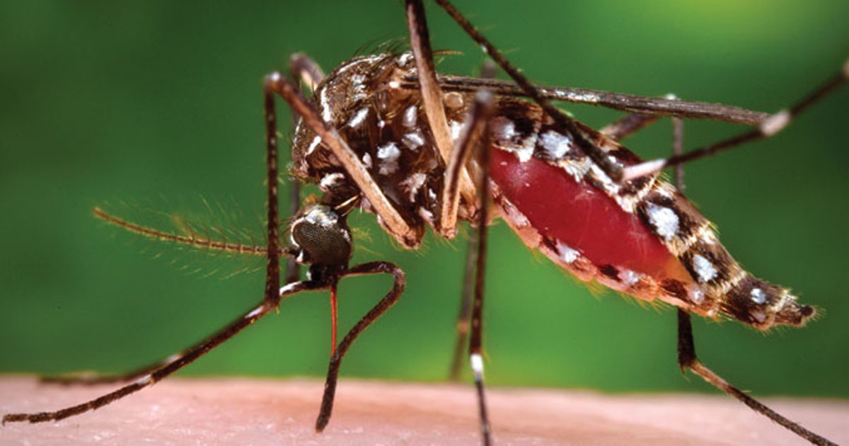 aedes_aegypti_2018.jpg