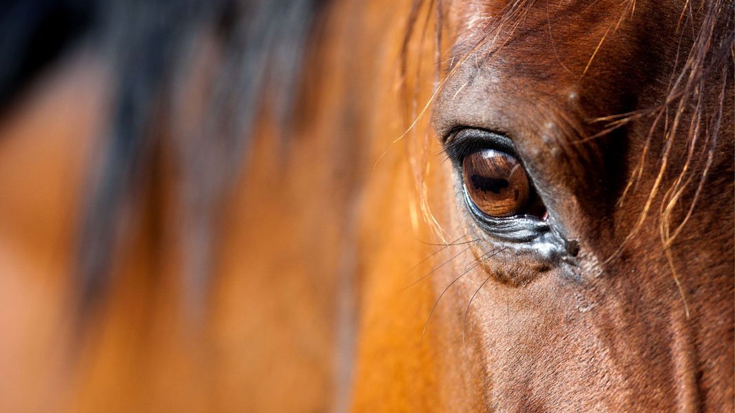 Close-up of horse's eye