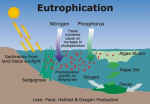 Eutrophication