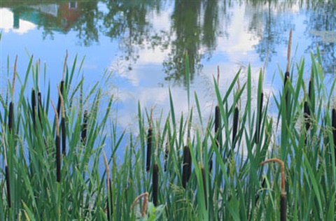 pond-with-reeds.jpg