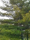 TREE-white-pine-form.jpg