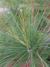 TREE-white-pine-needle.jpg