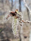 TREES-Aspen-flower.jpg
