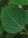 TREES-Aspen-leaf.jpg