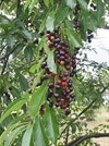 TREES-Black-cherry-fruit.jpg