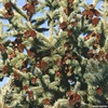 TREES-black-hills-spruce-fruit-citeADF.jpg