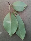 TREES-BlackCherry-leaf.jpg