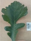 TREES-burroak-leaf.jpg