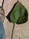 TREES-CATALPA-leaf.jpg
