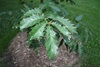 TREES-ChinkapinOak-leaf.jpg