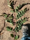 TREES-coffeetree-leaf.jpg