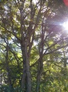 TREES-coffeetree.jpg