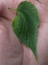 TREES-hackberry-leaf.jpg