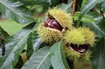 TREES-Hybrid-Chestnut-fruit.jpg