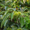TREES-Hybrid-Chestnut-leaf.jpg