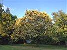 TREES-Hybrid-Chestnut.jpg