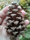 TREES-ponderosa-pine-fruit.jpg