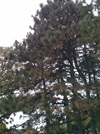 TREES-ponderosa-pine.jpg