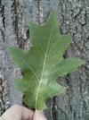 TREES-REDOAK-leaf.jpg