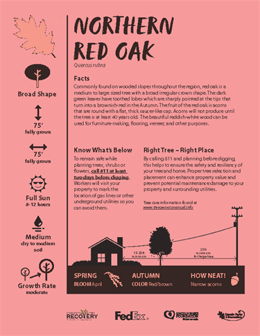 Northern Red Oak flyer