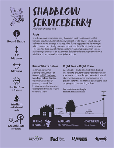 Shadow Serviceberry flyer