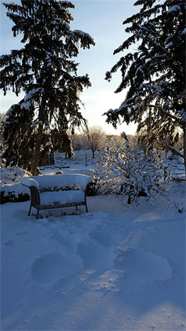 Snow covered bench in January.