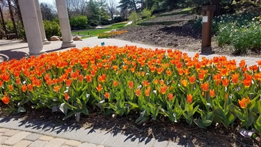 Spring tulips near pavilion