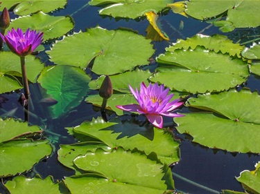 Water lilies soaking up the sun.