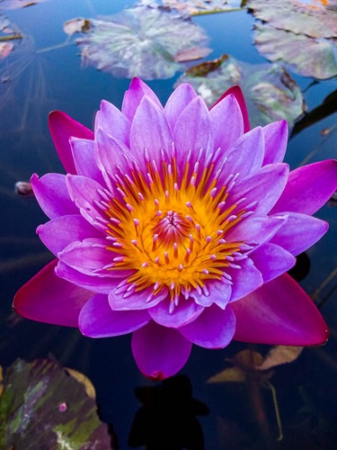 Water lilies are a favorite to capture with a camera.