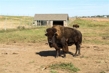 Two Bison, one close, one far, stand near their shelter within their prairie enclosure.