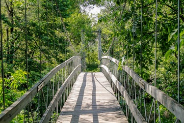 A suspension bridge crosses the wooded area into the wetlands, towards the haines branch trail.