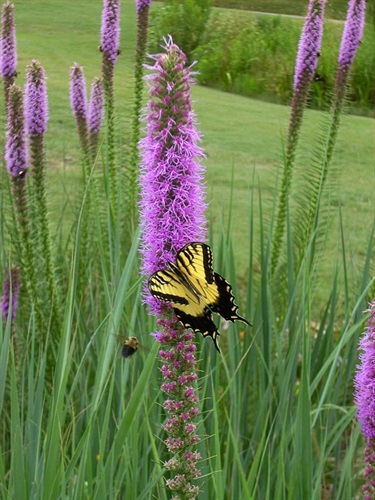 A yellow Swallowtail snacks on the nectar of a purple Blazing Star wildflower spike. A bumblebee flies closer for the same treat.
