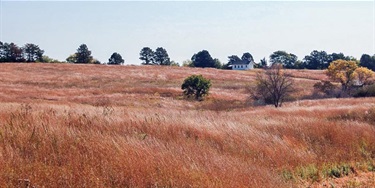 Prairie grasses in an autumn copper ripple in the wind. The school house sits on top of the gently slopping hills.