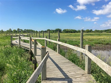 Snaking through the wetlands, a wooden footpath provides access to this unique ecosystem.