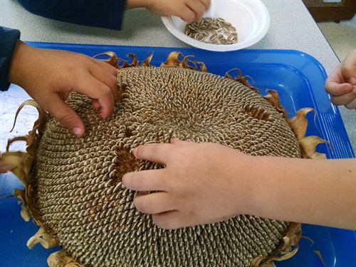 A close up of two student's hands as they pick sunflower seeds out of a large sunflower head. 