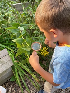 Calvert preschool student inspects a cascade of plants with a magnifying glass.
