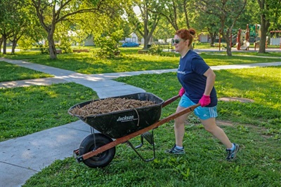 A volunteer hauls mulch to a recently planted tree.