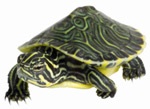 turtle.jpg