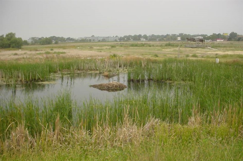 constructed-wetlands-lg.jpg