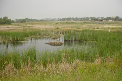Constructed Wetlands