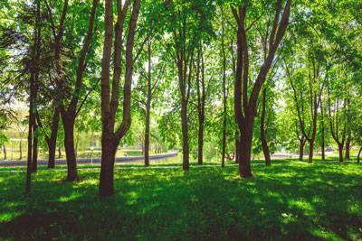 Urban Forests