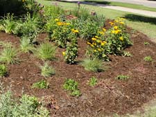 Rain garden at Lincoln Water System