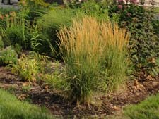 Rain garden installed as part of a cost-share grant program