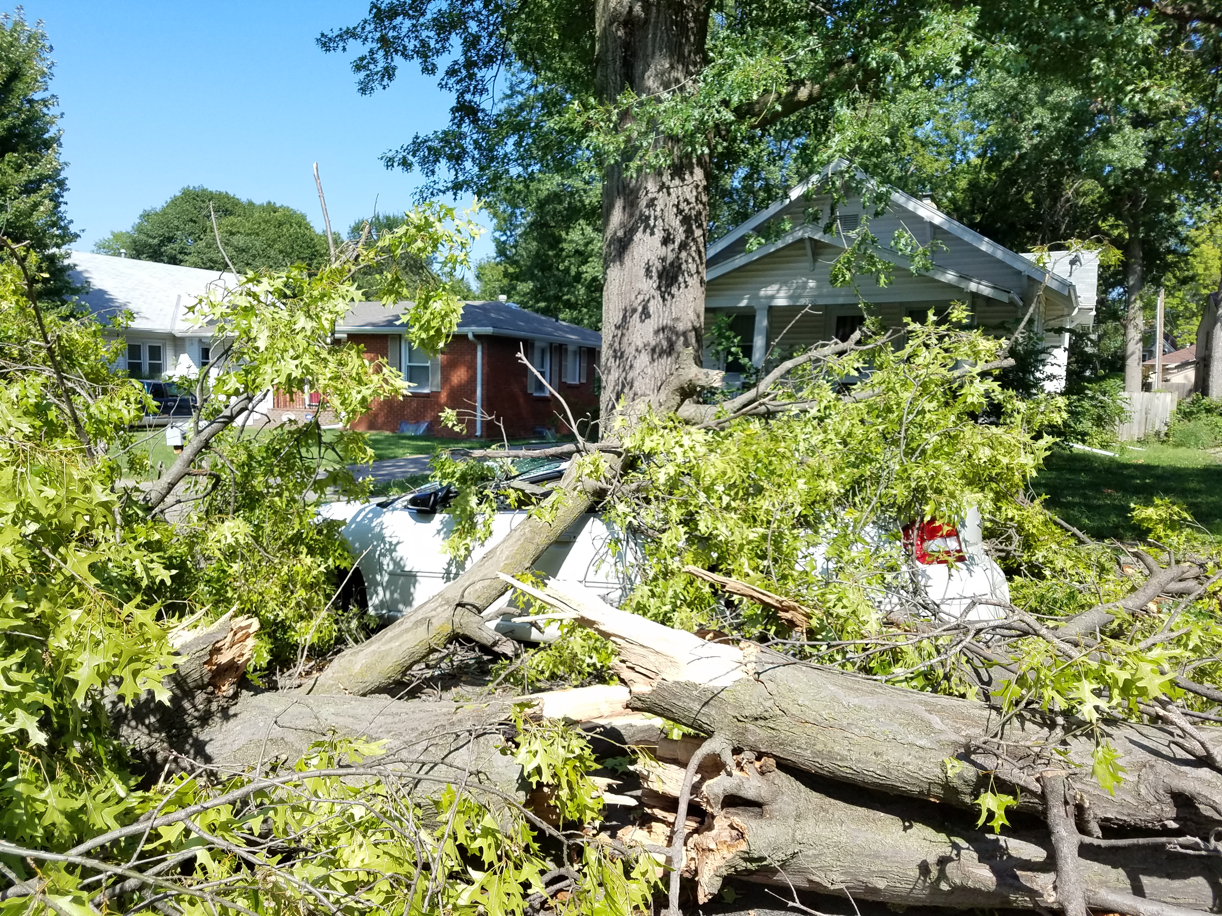 2017storm_tree.jpg