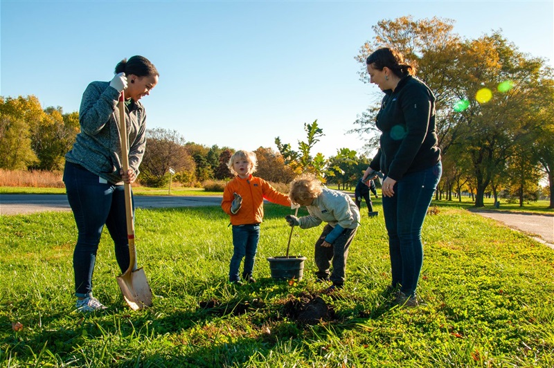 Volunteers plant a small tree in a park