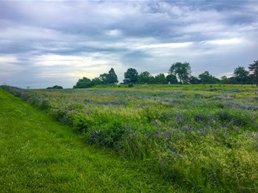 LPR-PARK-MAH-longgrass.jpg