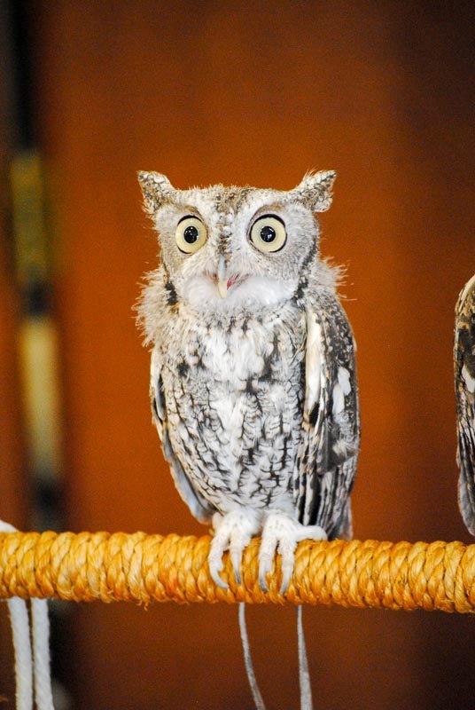LPR-PPNC-owl.jpg