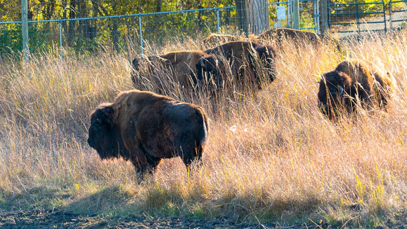 Five bison stand in the sun within their tallgrass prairie enclosure. The bison closest to us is entirely visible, the rest are partially hidden in the grass.